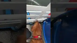 Taking a trip on a boat #dog #labrador #adventure #water #shorts