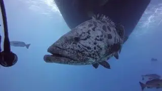 Potato Cod feeding - Great Barrier Reef