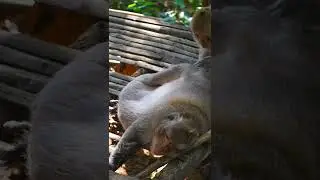 Father monkey Mr.Charlie sleeping