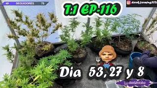 PASANDO SEMILLA A SUSTRATO REGANDO ANDAMOS / D&Iacute;A  53, 27 Y 8  DE FLORA// T1 E116 -  Derek Farming