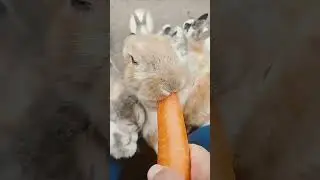 #mascotas #pets #animales #animals #conejo #rabbit #bunny #viral #viralvideo #shorts #viralshorts