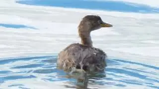 Little Grebe (nonbreeding plumage)