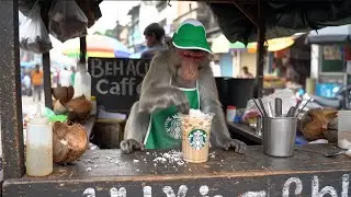 Monkey Starbuck and other Brands Work at India Street Stall  
