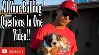 Answers To all Your English Bulldog Questions..