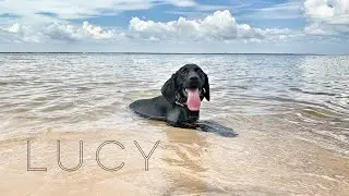 5mo Lab/GSP Mix (Lucy) Best Dog Trainers in Florida