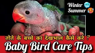 Baby bird care tips l baby parrot care and handling in hindi l तोते के बच्चे का देखभाल कैसे करे ?