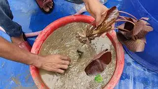Planting a Tropical Waterlily। শাপলা গাছ লাগানোর নিয়ম।