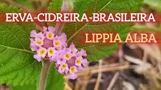 Erva-Cidreira-Brasileira (Lippia Alba) e Seus Benef&iacute;cios.