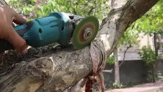 I Saved MILLIONS of Trees in India and Here's What I Learned