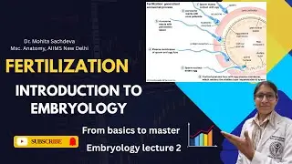Fertilization Process in Humans | Embryology Simplified
