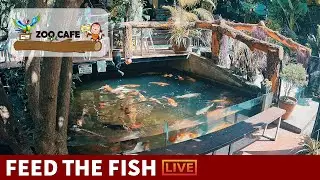 🔴 Zoo Cafe &middot; Feed the Fish LIVE!