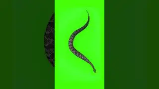 3D Snake Green Screen For Editing For Free
