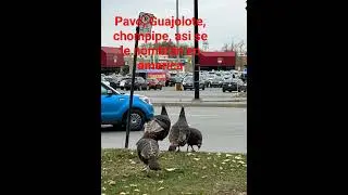 #chompipe #Guajolote #pavos salvajes en Montr&eacute;al Qu&eacute;bec Canada 🇨🇦