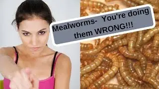 Mealworms-  You're Raising Them Wrong!