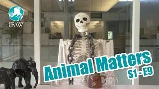 IFAW's Animal Matters