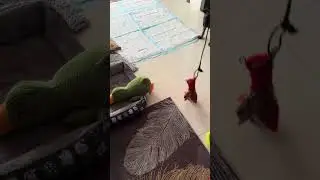Charlie, a Malinois, 2 months old, learning to play with a fishing rod,учимся играть с удочкой