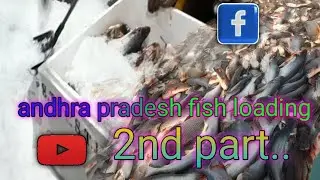 Andhra Pradesh fish loading/2nd part/YouTube/status/video/fish farming