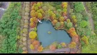 探索台灣之美｜絕美層疊水席！俯瞰三層坪「愛心池」，落羽松倒影美得像幅畫 使用【4K】、【宜蘭景點】❤️🐟🍂✨