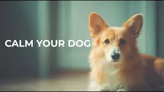 4 Hours Calming Music for Dogs with Anxiety | Dog Calm Collective