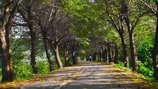 LDSO