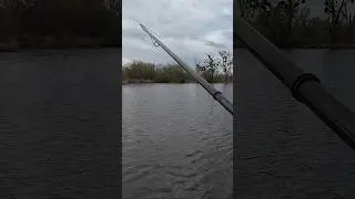 ✅👍О ЦЕ КОЧИГАР#shorts #shortsvideo #short #shortvideo #спінінг #судак #рыбалка #fishing #рибалка