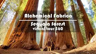 Sequoia forest 360 trip