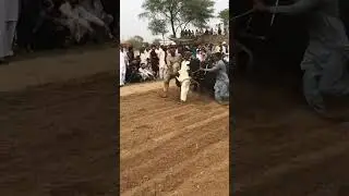 #bail #akhara #karah #shorts #youtubeshorts #danda da karah