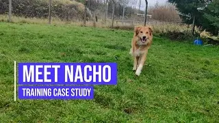 Stopping a Welsh Sheepdog reacting to people and other dogs
