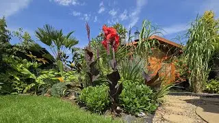 UK Tropical Garden Tour - Peak Summer Colour & Rare New, Blue Bamboo!