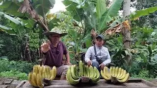 Ngobrol santai Soal Pisang Di kebun
