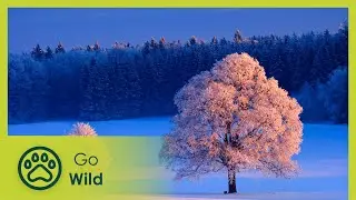 Christmas Winter Wonderland - Go Wild