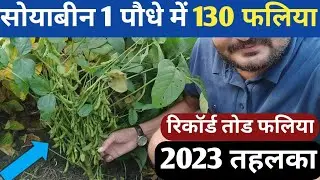 70 दिन बाद रुचि सोया MDS 5001 रिकॉर्ड तोड फलिया 2023 का तहलका || सोयाबीन की खेती || Soyabin Ki Kheti