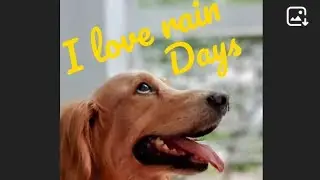Golden retriever's love of Rain 💕#goldenretrieverfun #funnyvideo #rain #Jos&eacute;, The Golden Retriever