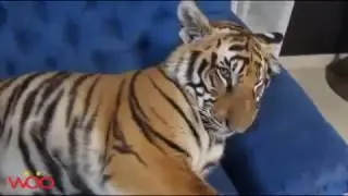 Funny Animals 2016 - Become Lazy Just Try Moving But Can't Do It