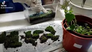 project sains darjah 5 puteri azalea zulaikha