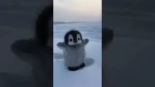 Милый пингвин 🐧 видео не моё