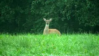 Cute deers
