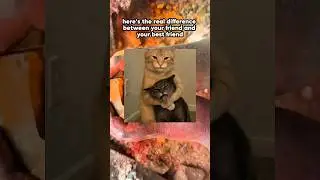 Your Friend Vs Your Best Friend #trending