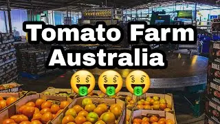How you can get by working in a Tomato Farm in Australia 😁🤟 #work #farmwork #backpacker #australia