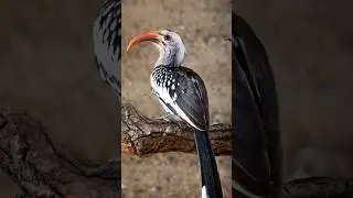 Red billed  Hornbill | Red billed Hornbill call  #bird