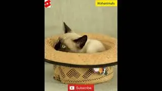 Maternal Bonding: Mother Monkey's Delightful Play with Baby Monkey Captivates Hearts  #cute #funny