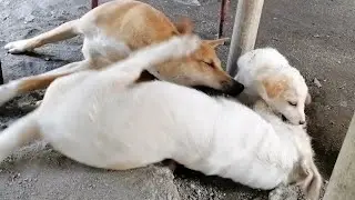 THE DOGS CARESS, PLAYFUL DOGS #animals #pets #dog #puppy #lovely