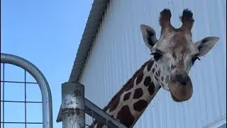 Howdy Howdy, Y&rsquo;all! 🤠🦒🦒🦒🦒
