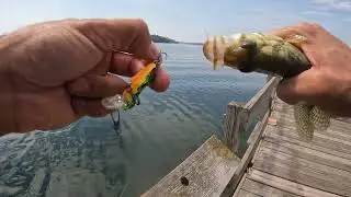 Ozark trail Multi species lure kit