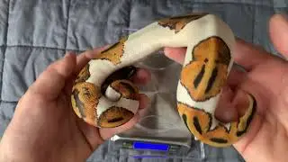 SNAKE WEIGH IN!