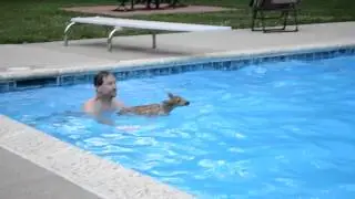Baby Deer Stuck in Pool