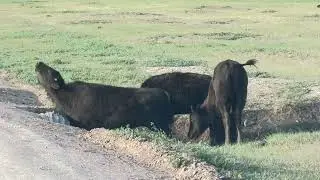 Bison wild herd in Custer State Park, South Dakota