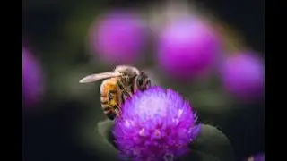 😱 PURPLE HONEY? 🐝 IS IT REAL? 🤯