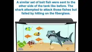 The Shark Bait | Don&rsquo;t Give Up | Short Story