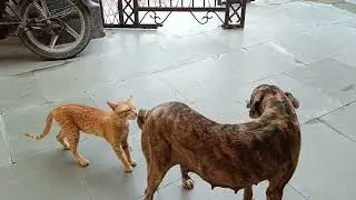 This cat is not afraid of dogs | Brave indian cat | @ourmemoo